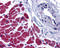Caspase-12 antibody, 2325, ProSci Inc, Immunohistochemistry frozen image 