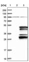 Immunoglobulin Binding Protein 1 antibody, PA5-51498, Invitrogen Antibodies, Western Blot image 