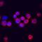 Deltex E3 Ubiquitin Ligase 1 antibody, MAB7157, R&D Systems, Immunofluorescence image 