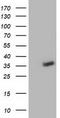 Nudix Hydrolase 6 antibody, LS-C172660, Lifespan Biosciences, Western Blot image 