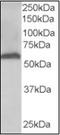 58K Golgi protein antibody, orb88436, Biorbyt, Western Blot image 