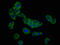 Solute Carrier Family 26 Member 4 antibody, CSB-PA021527LA01HU, Cusabio, Immunofluorescence image 