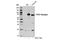 P2RX7 antibody, 13809S, Cell Signaling Technology, Western Blot image 