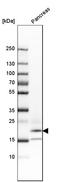 RNase 1 antibody, HPA001140, Atlas Antibodies, Western Blot image 