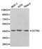 p50 dynamitin antibody, TA327334, Origene, Western Blot image 
