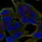 Protein unc-79 homolog antibody, HPA071881, Atlas Antibodies, Immunocytochemistry image 