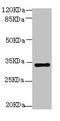 SRY-Box 2 antibody, CSB-PA16539A0Rb, Cusabio, Western Blot image 