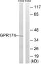 Probable G-protein coupled receptor 174 antibody, GTX87118, GeneTex, Western Blot image 