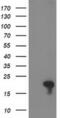 FLYWCH Family Member 2 antibody, MA5-25523, Invitrogen Antibodies, Western Blot image 
