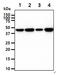 Creatine Kinase B antibody, GTX57675, GeneTex, Western Blot image 