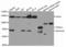PKG1 antibody, TA332557, Origene, Western Blot image 