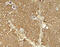 Janus Kinase 2 antibody, 8085, ProSci Inc, Immunohistochemistry frozen image 