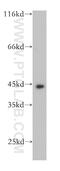 Keratin 19 antibody, 10712-1-AP, Proteintech Group, Western Blot image 