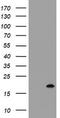 Growth arrest and DNA damage-inducible protein GADD45 gamma antibody, TA505478BM, Origene, Western Blot image 