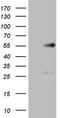 GATA Binding Protein 3 antibody, TA809142, Origene, Western Blot image 