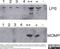 Chlamydia trachomatis LPS antibody, 1990-2809, Bio-Rad (formerly AbD Serotec) , Enzyme Linked Immunosorbent Assay image 