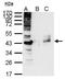 RB Binding Protein 4, Chromatin Remodeling Factor antibody, MA1-23275, Invitrogen Antibodies, Immunoprecipitation image 