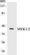Mitogen-Activated Protein Kinase Kinase 1 antibody, EKC1361, Boster Biological Technology, Western Blot image 