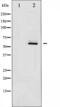SRC-1 antibody, abx012191, Abbexa, Western Blot image 