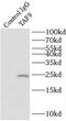 TATA-Box Binding Protein Associated Factor 9 antibody, FNab08489, FineTest, Immunoprecipitation image 