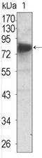 NT-3 growth factor receptor antibody, AM06360SU-N, Origene, Western Blot image 