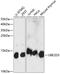Ubiquitin Conjugating Enzyme E2 D3 antibody, GTX66278, GeneTex, Western Blot image 