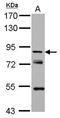 Kelch Repeat And BTB Domain Containing 3 antibody, GTX122513, GeneTex, Western Blot image 