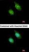 Protein Phosphatase 2 Catalytic Subunit Alpha antibody, orb18321, Biorbyt, Immunocytochemistry image 