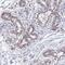 Dysbindin Domain Containing 1 antibody, HPA043018, Atlas Antibodies, Immunohistochemistry paraffin image 