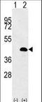 LUC7 Like antibody, LS-C163922, Lifespan Biosciences, Western Blot image 