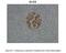 Zinc finger protein GLIS3 antibody, 29-153, ProSci, Immunohistochemistry frozen image 