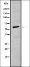 DNA polymerase lambda antibody, orb378272, Biorbyt, Western Blot image 