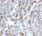 Sialic Acid Binding Ig Like Lectin 11 antibody, 5151, ProSci Inc, Immunohistochemistry paraffin image 