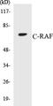 Raf-1 Proto-Oncogene, Serine/Threonine Kinase antibody, EKC1139, Boster Biological Technology, Western Blot image 