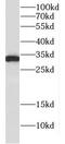 CUE Domain Containing 2 antibody, FNab02070, FineTest, Western Blot image 