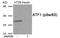Cyclic AMP-dependent transcription factor ATF-1 antibody, AP55869PU-N, Origene, Western Blot image 