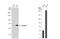 Acyl-CoA Dehydrogenase Very Long Chain antibody, NBP2-15238, Novus Biologicals, Western Blot image 