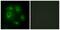DLEC1 Cilia And Flagella Associated Protein antibody, PA5-38830, Invitrogen Antibodies, Immunofluorescence image 