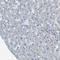 Sodium Voltage-Gated Channel Beta Subunit 4 antibody, HPA017293, Atlas Antibodies, Immunohistochemistry frozen image 