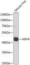 ADH4 antibody, 19-673, ProSci, Western Blot image 