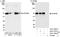 Cleavage and polyadenylation specificity factor subunit 6 antibody, A301-358A, Bethyl Labs, Western Blot image 