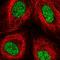 Zinc Finger Protein 69 antibody, HPA054942, Atlas Antibodies, Immunocytochemistry image 