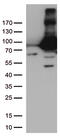 Transglutaminase 2 antibody, CF809186, Origene, Western Blot image 