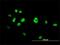 Nuclear receptor subfamily 4 group A member 3 antibody, H00008013-M06, Novus Biologicals, Immunofluorescence image 