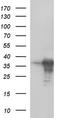 Fibronectin Type III Domain Containing 8 antibody, LS-C338425, Lifespan Biosciences, Western Blot image 