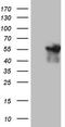Angiopoietin Like 1 antibody, TA805608S, Origene, Western Blot image 