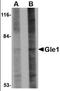 Nucleoporin GLE1 antibody, orb89228, Biorbyt, Western Blot image 