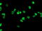 Homeobox C11 antibody, TA502578, Origene, Immunofluorescence image 