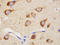Cyclophilin D antibody, LS-C312630, Lifespan Biosciences, Immunohistochemistry frozen image 