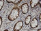 Cytosolic acyl coenzyme A thioester hydrolase antibody, LS-C134037, Lifespan Biosciences, Immunohistochemistry frozen image 